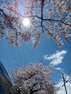 函館晴天空と桜