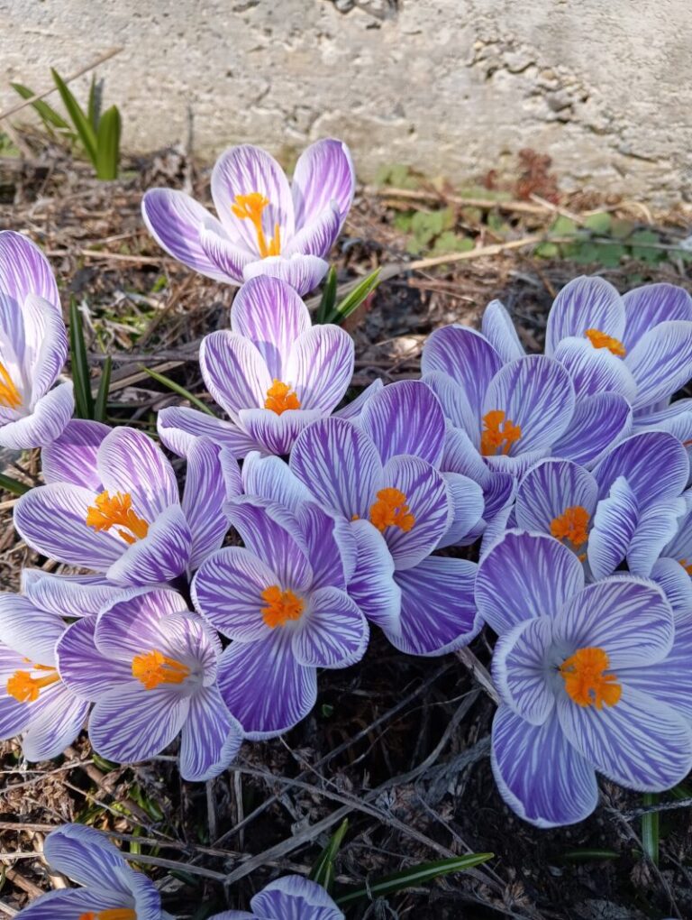 2026春一番花はクロッカス